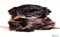 Mixed Breed dogs for sale: 8 UNIQUE Spaniel x Poodle Puppies - Image 10