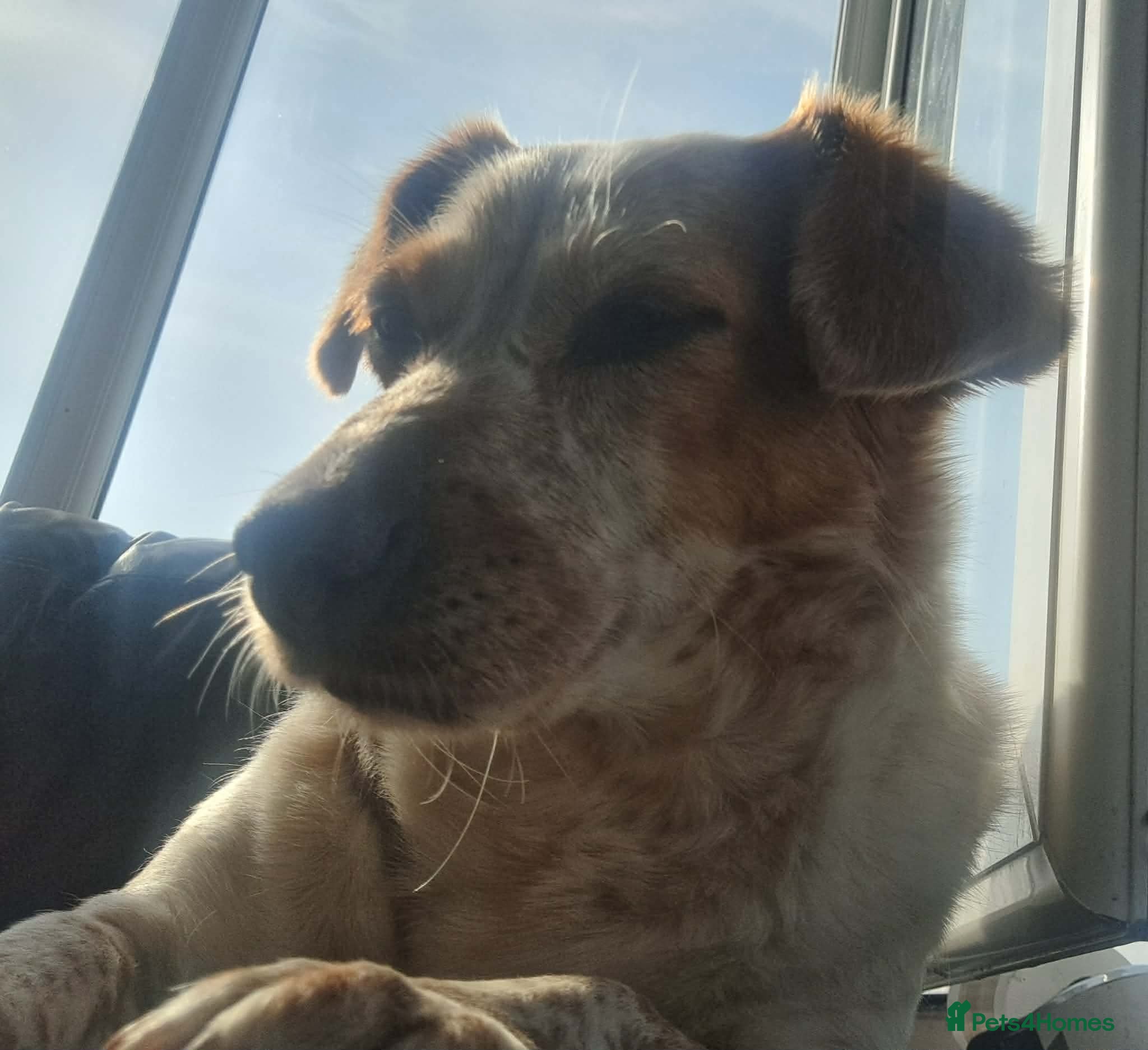 Mixed Breed dogs for adoption: Schnuppi is ready for her forever family! in Atherstone - Advert 8