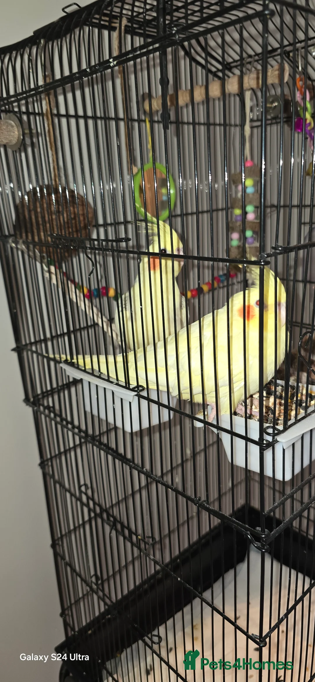 Cockatiels birds for sale: 2 Female cockatiels with cage  - Advert 5