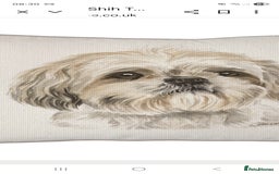 Shih Tzu dogs for sale: wanted imperial shih tzu  - Image 1