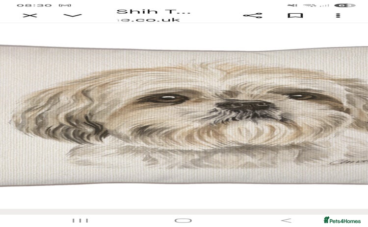 Shih Tzu dogs - Advert 1