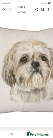 Shih Tzu dogs - Advert 1