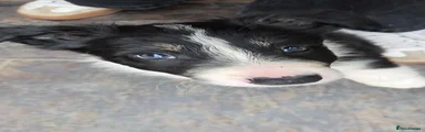 Border Collie Puppy 1