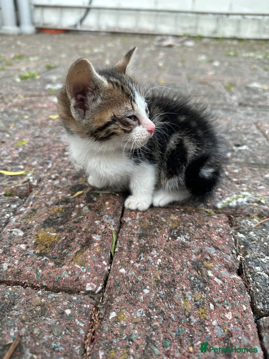 Mixed Breed cats for sale: 4 kittens for sale  - Advert 2