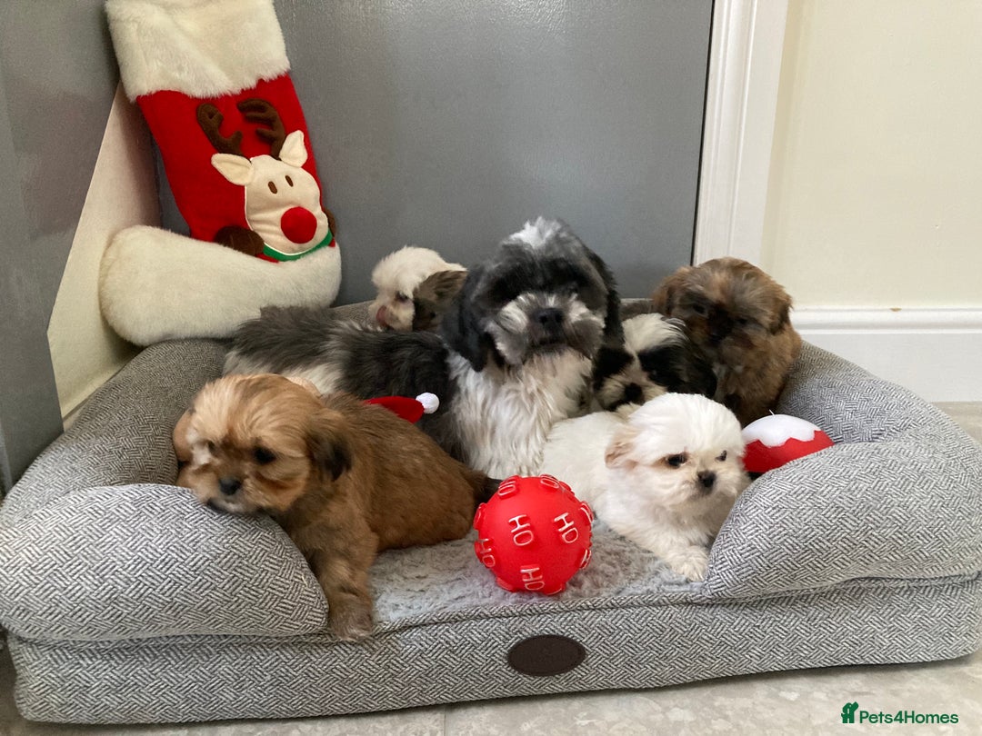 Shih Tzu dogs for sale: Beautiful Shiah tzu puppies  - Advert 5