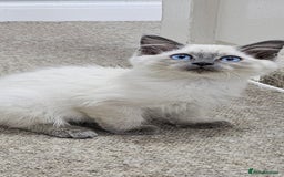 Ragdoll cats for sale: Loving half Ragdolls - Image 24