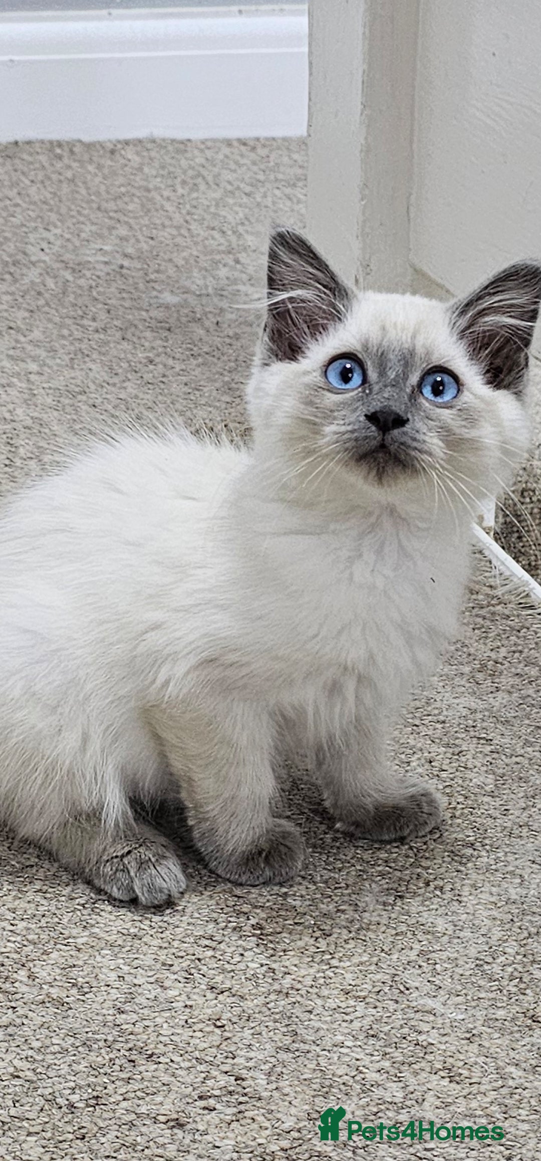 Ragdoll cats for sale: Loving half Ragdolls - Image 24