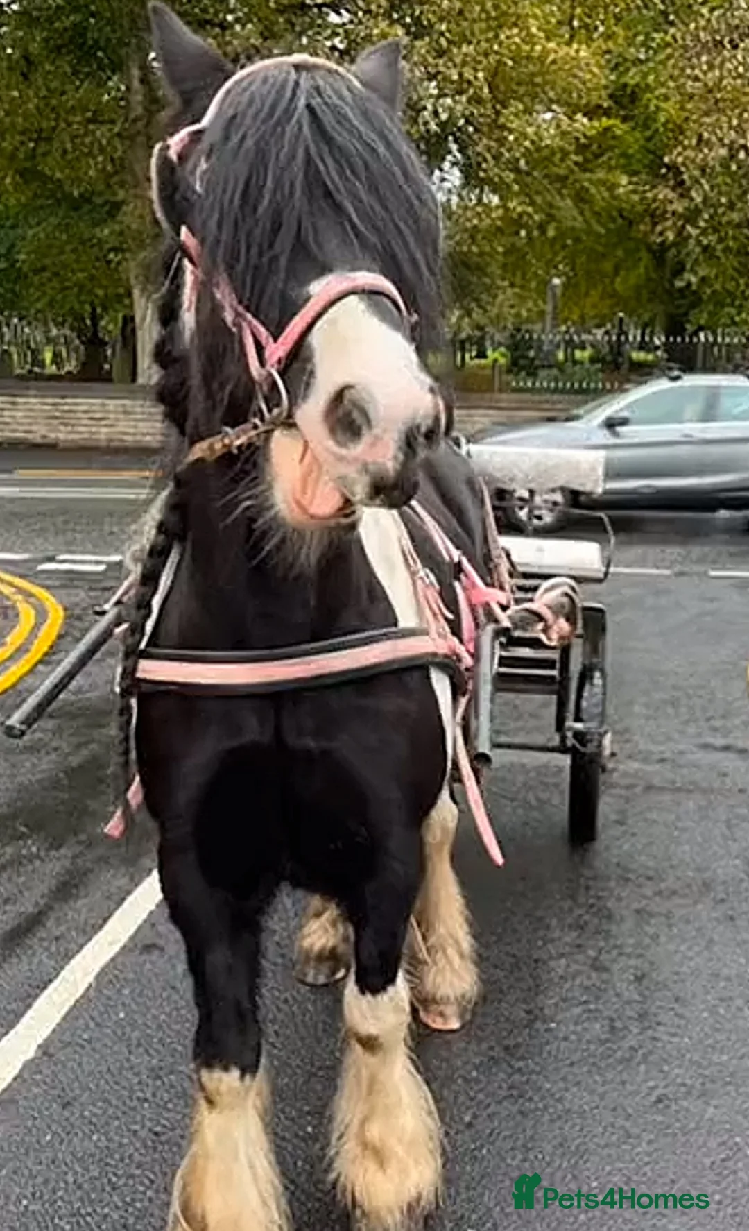 Irish Cob horses for sale: [PLEASE READ]~ cob mare for sale in Market Harborough - Advert 1