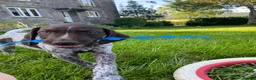 German Shorthaired Pointer dogs for sale: Stunning KC GSP puppies  - Advert 9