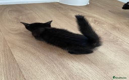 Domestic Shorthair cats for sale: Domestic shorthair - Image 2