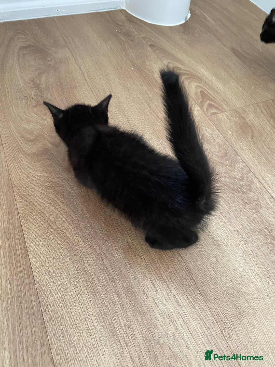 Domestic Shorthair cats for sale: Domestic shorthair - Image 2