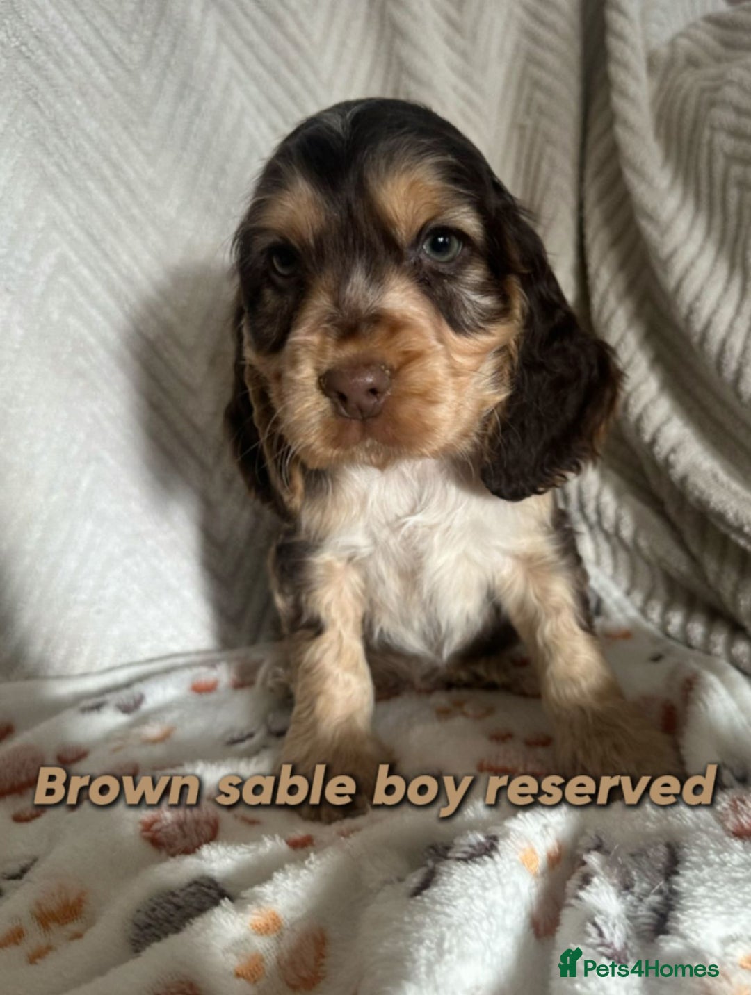 Cocker Spaniel dogs for sale: Show cocker Spaniel puppies ready to leave now - Advert 23