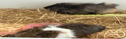 Guinea Pig rodents for sale: Female Guinea Pigs in Hartlepool - Advert 4
