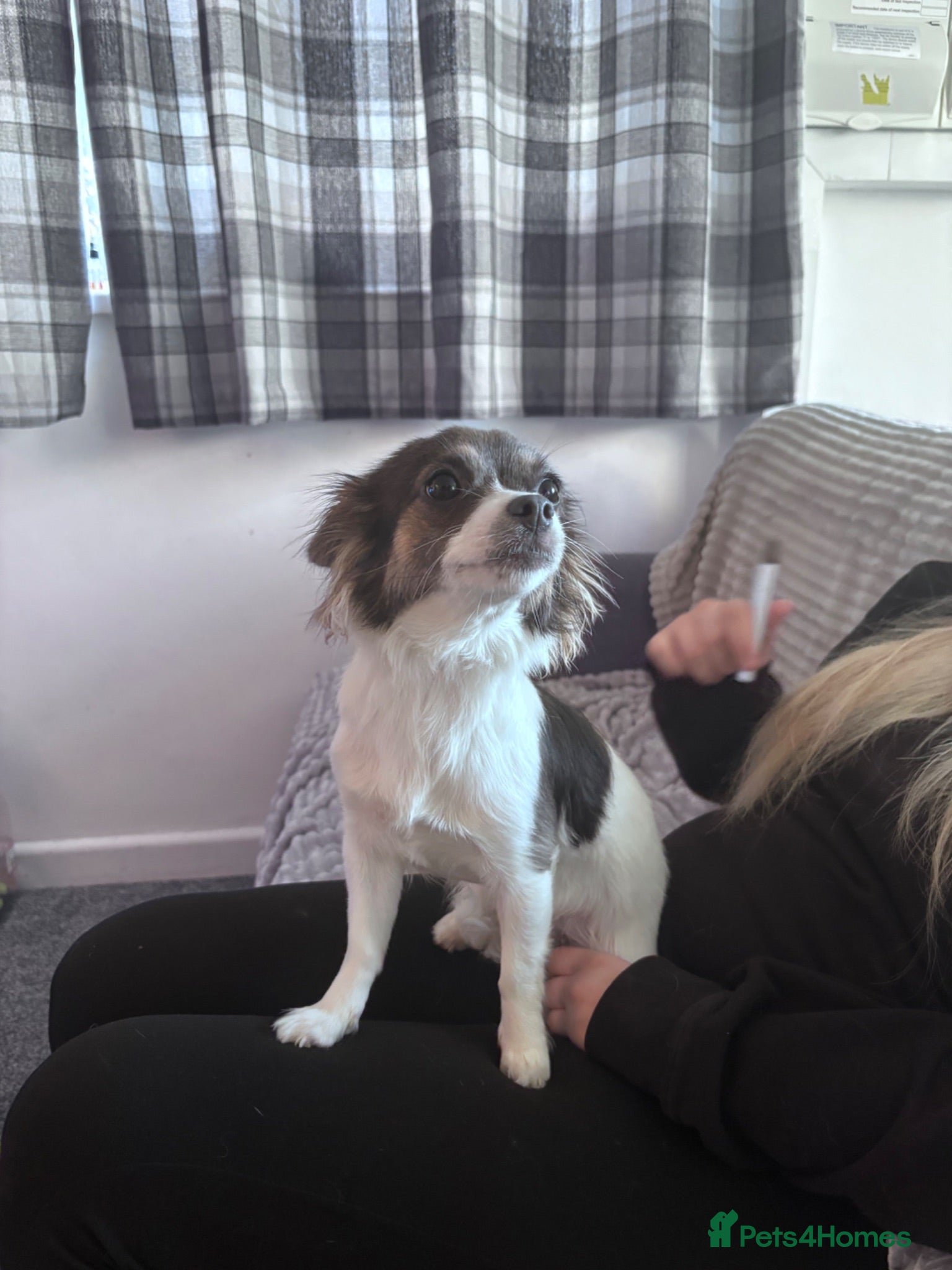 Jack Chi dogs Brodie the jack russel Chihuahua - Advert 2