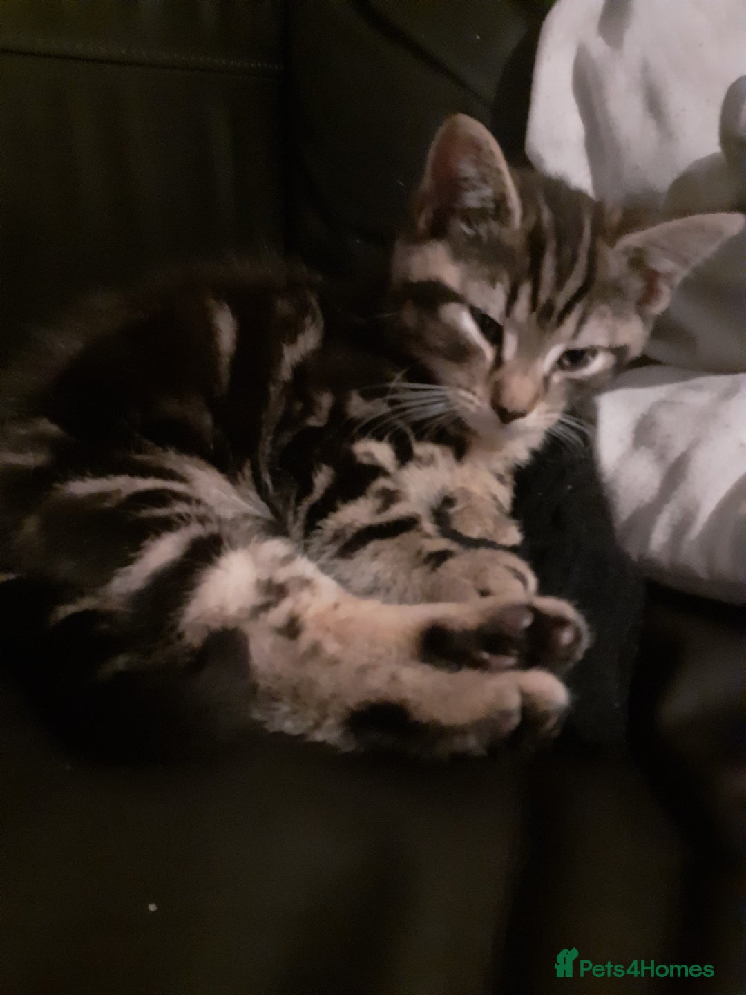 Mixed Breed cats for sale: 1 beautiful tabby boy and 1 grey short-haired boy - Advert 2