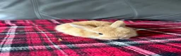 Mini Lop rabbits for sale: Mixed litter mini lops  - Advert 11