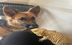 German Shepherd dogs for sale: Stunning long  German Shepherd puppies gsd pups  - Image 23