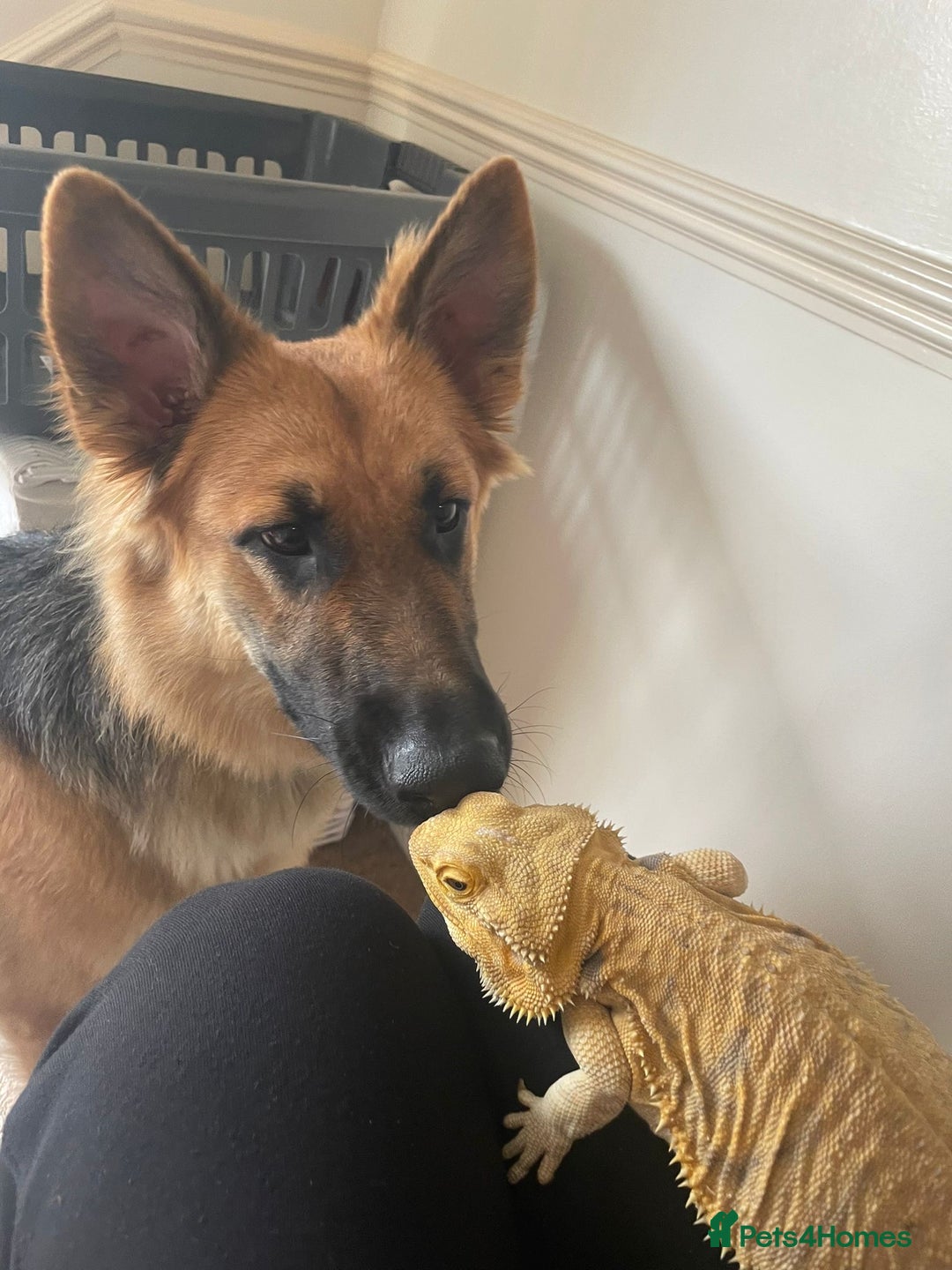 German Shepherd dogs for sale: Stunning long  German Shepherd puppies gsd pups  - Image 23