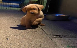 Labrador Retriever dogs for sale: KC Registered Labrador Puppies - Image 9
