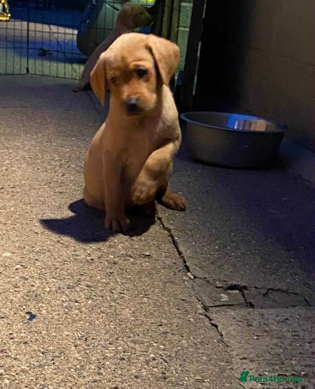 Labrador Retriever dogs for sale: KC Registered Labrador Puppies - Image 9