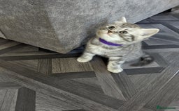 British Shorthair cats for sale: Stunning British Shorthair Kittens For Sale - Image 8