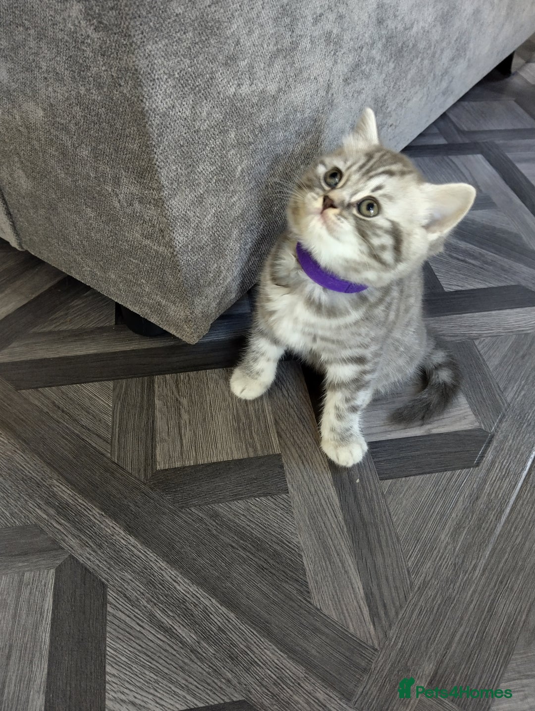 British Shorthair cats for sale: Stunning British Shorthair Kittens For Sale - Image 8