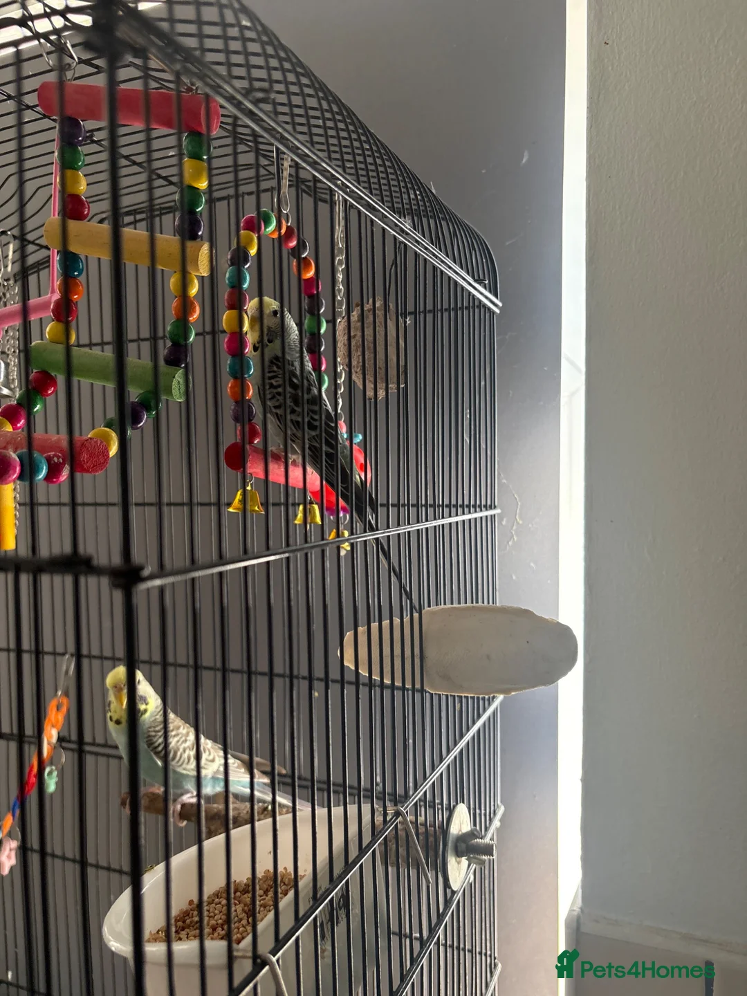 Budgerigars birds for sale: Two female budgies  in Wisbech - Advert 2