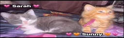 Mixed Breed cats for sale:  Beautiful cuddly kittens  - Advert 22