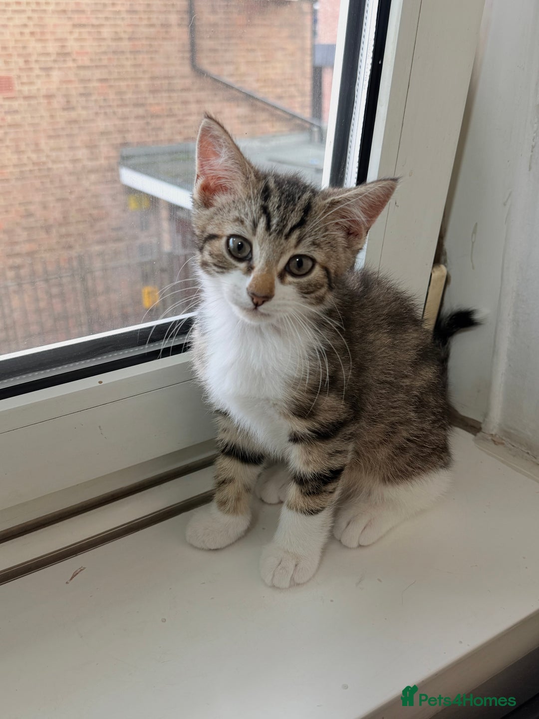 Norwegian Forest Cat cats for sale: Norwegian Forest Cat Mix kitten - Advert 8