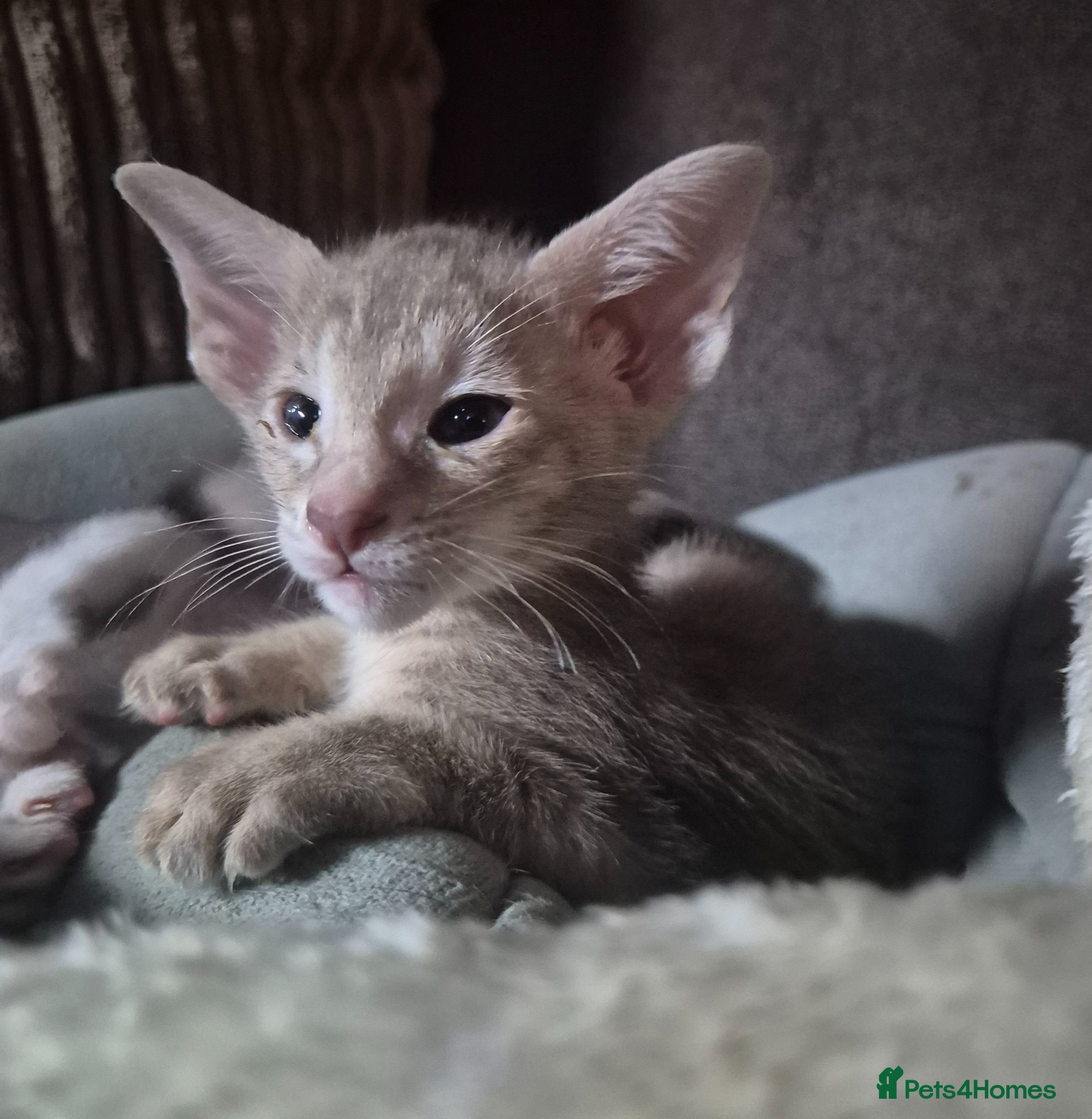 Oriental cats Pedigree Oriental kittens  - Advert 4