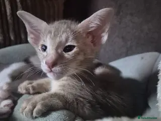 Oriental cats Pedigree Oriental kittens - Advert 4