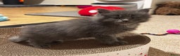 Maine Coon cats for sale: Stunning blue smoke female - GCCF Conancoon - Advert 6