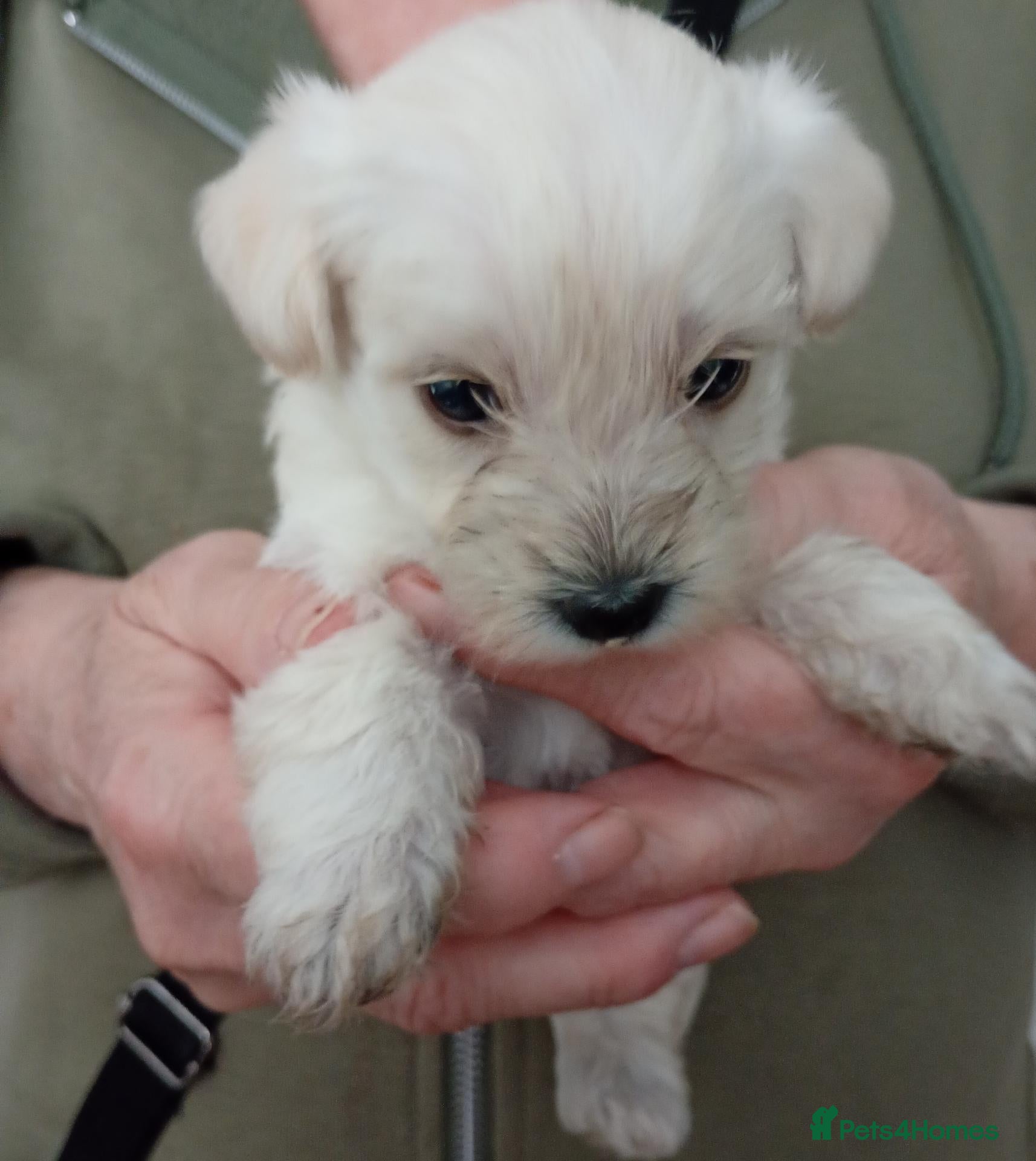 Westiepoo dogs Gorgeous Westiepoos - Advert 2