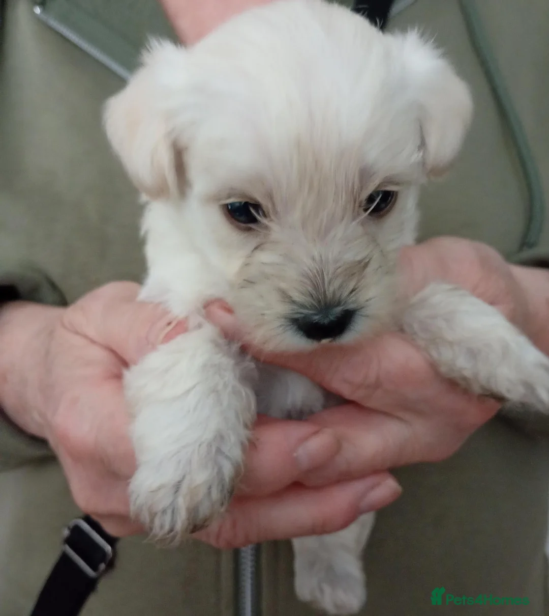 Westiepoo dogs for sale: Gorgeous Westiepoos - Advert 2