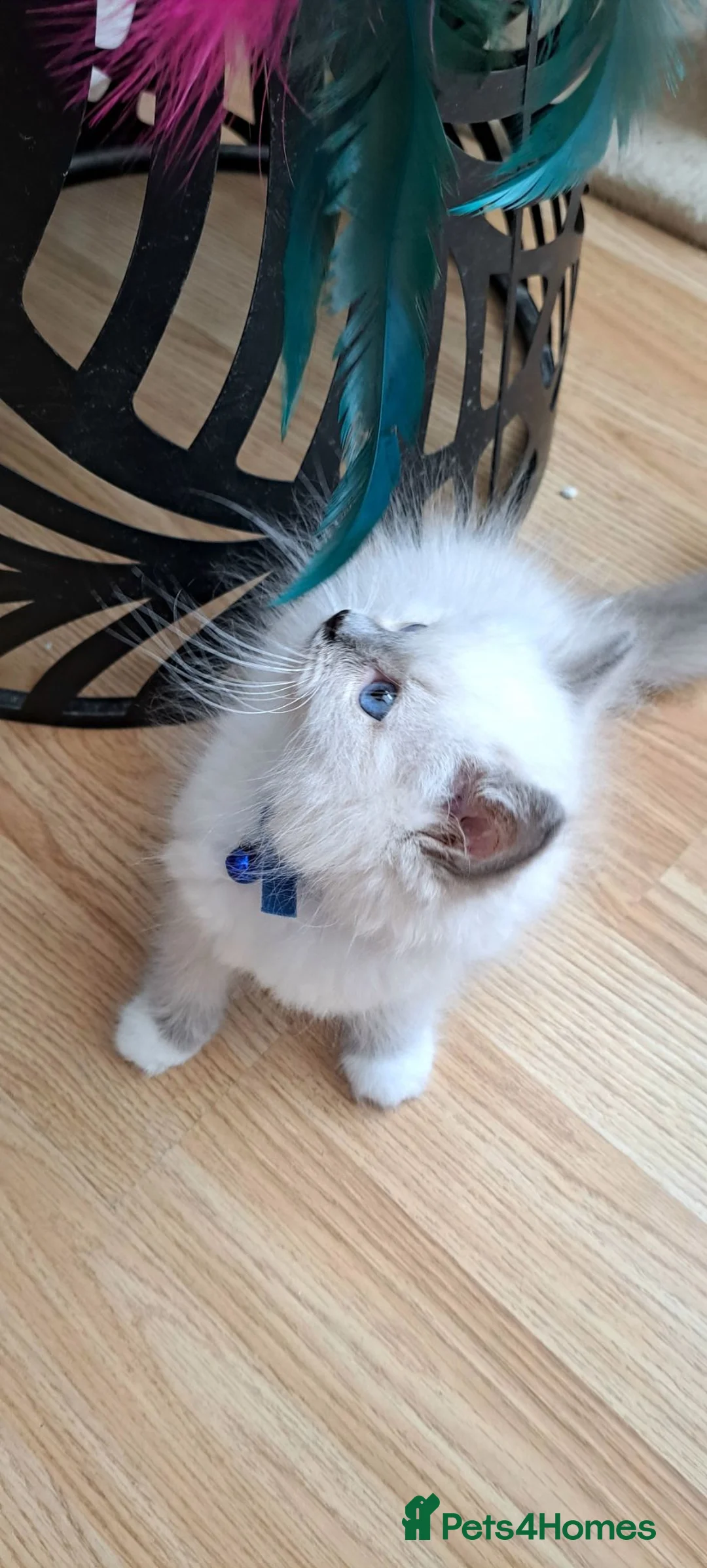 Ragdoll cats for sale: GCCF registered Ragdoll kittens 🐈  - Advert 1