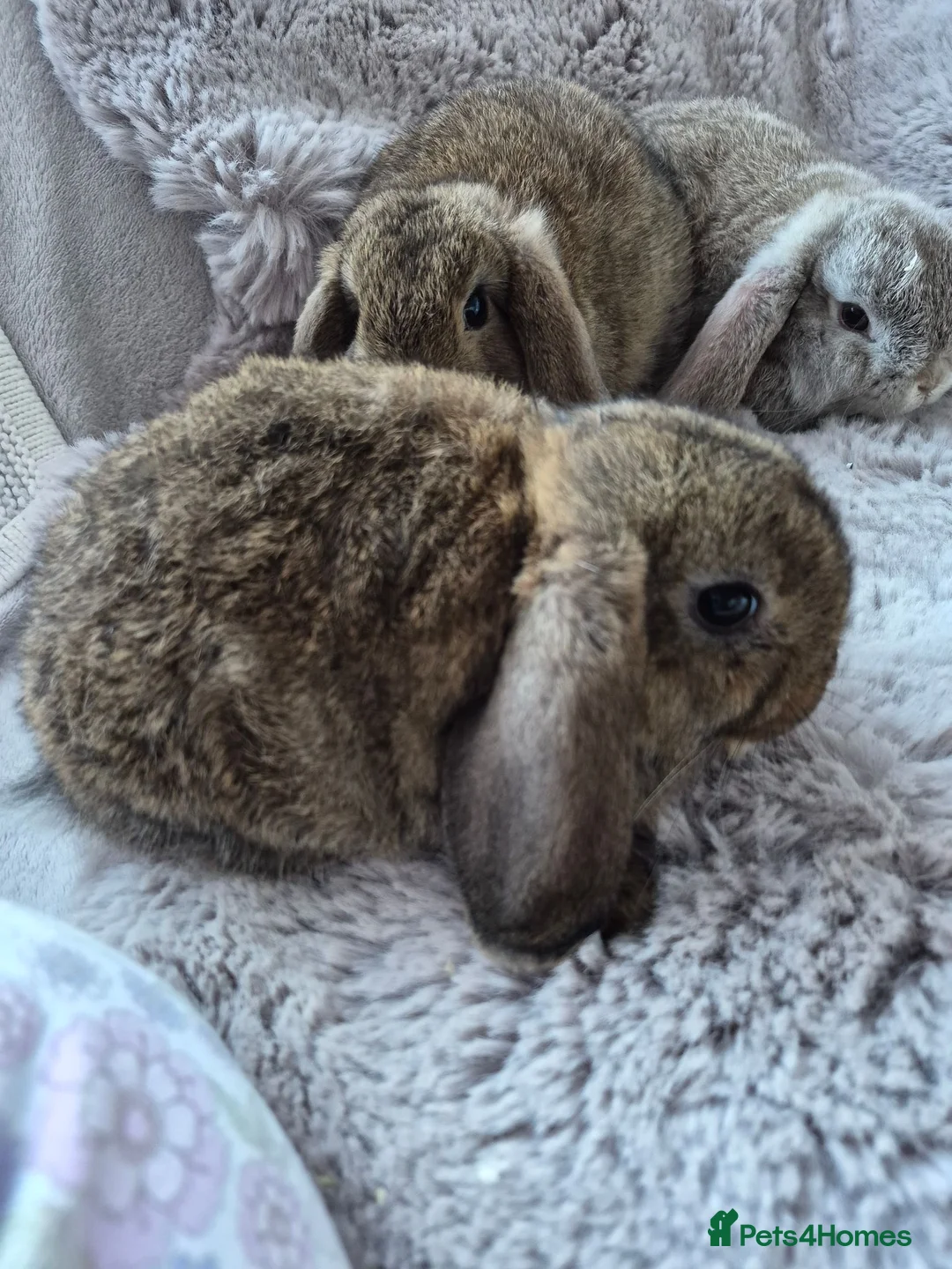 Mini Lop rabbits for sale:  Mini Lop  fluffy bunnies - Advert 2