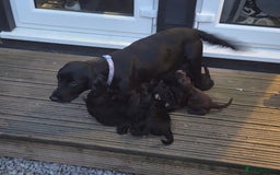 Cocker Spaniel dogs for sale: Cocker spaniel puppies  - Image 7