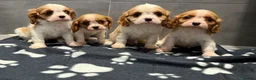 Cavalier King Charles Spaniel dogs for sale: 🐶King Charles cavalier puppy’s ⭐️⭐️⭐️⭐️⭐️ - Advert 3