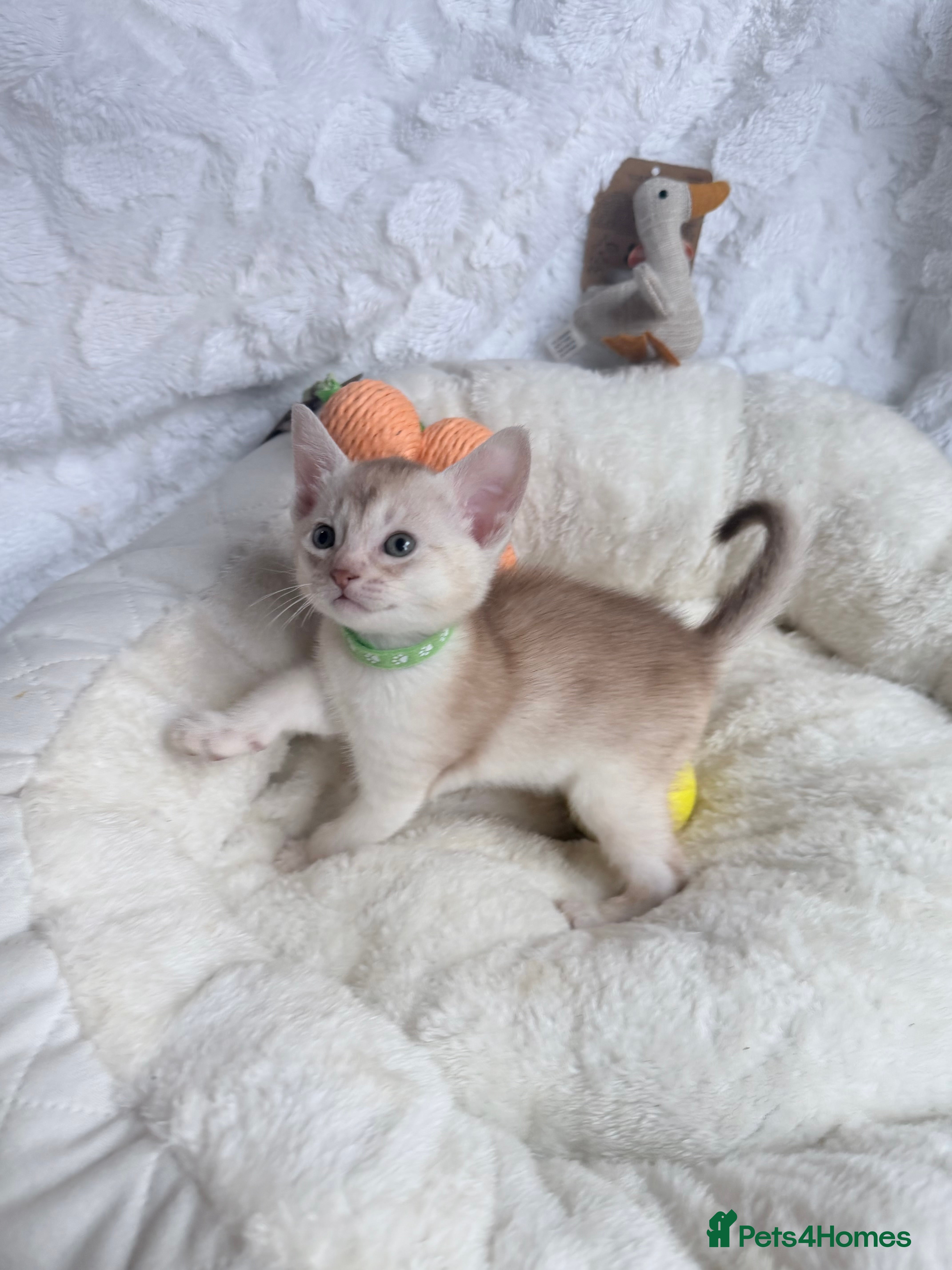 Abyssinian cats for sale: 🏆✨ CHAMPION Silver Cinnamon  Abyssinian  ✨🏆❤️ - Advert 35