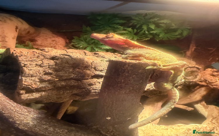 Gecko reptiles - Advert 13