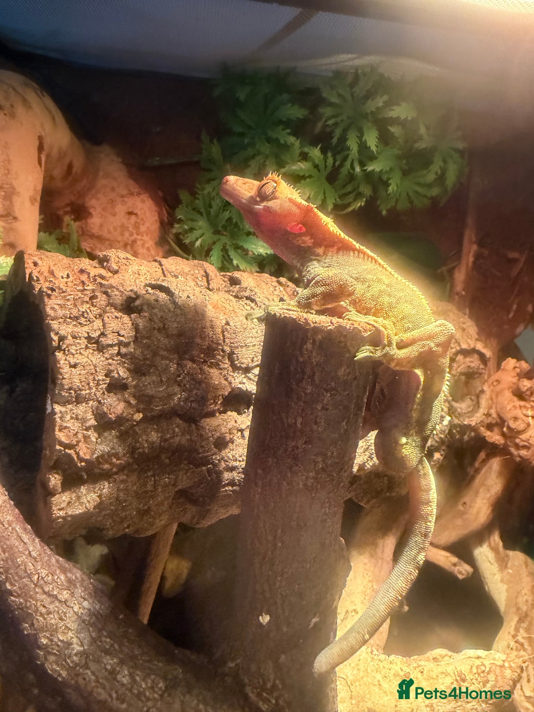 Gecko reptiles for sale: Crested gecko male cb24 - Image 1