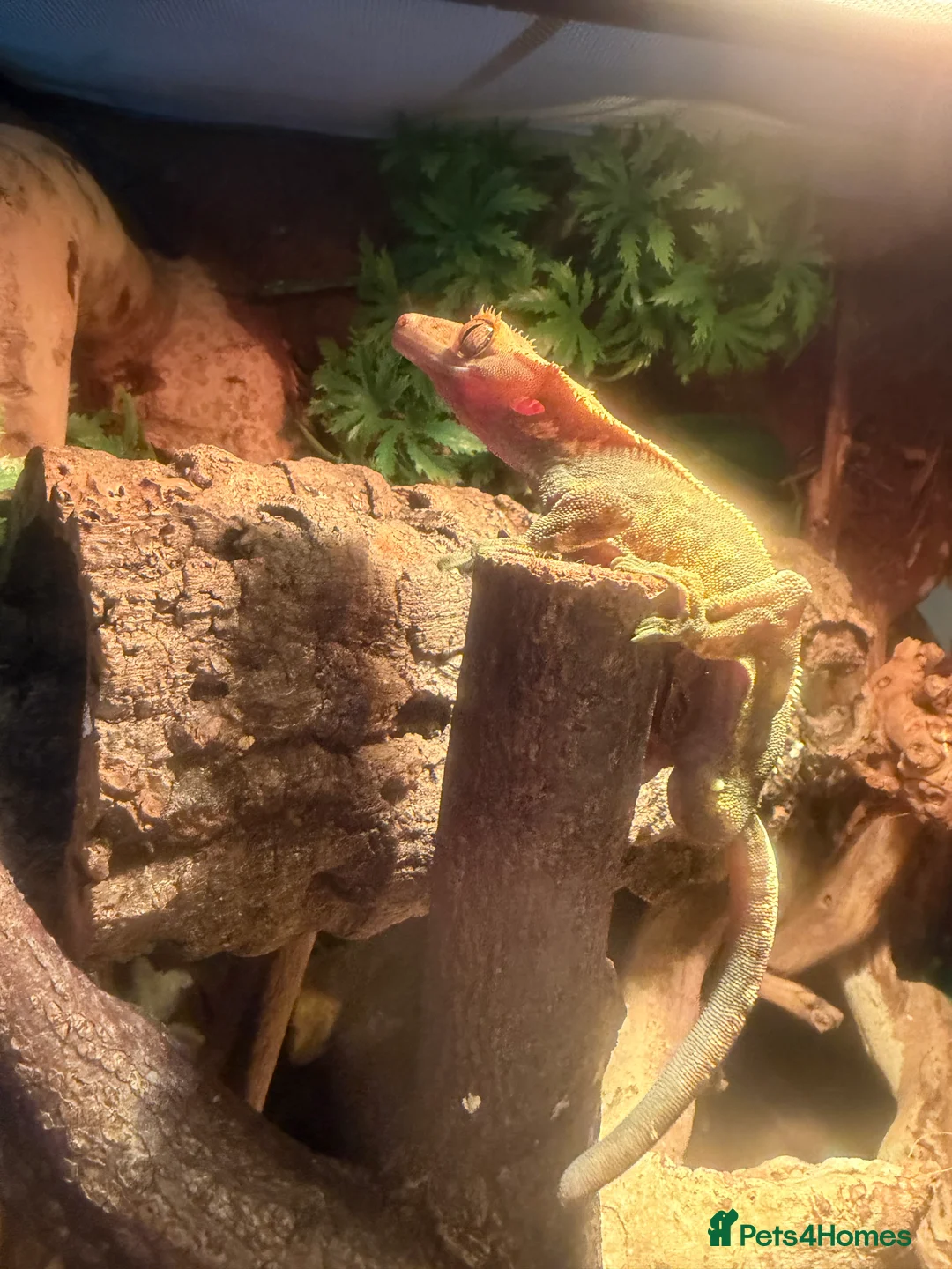 Gecko reptiles for sale: Crested gecko male cb24 - Advert 1