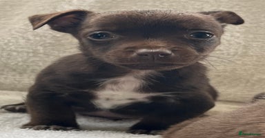 Jack Russell dogs - Advert 4
