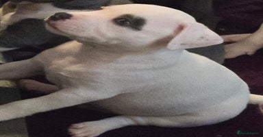 Staffordshire Bull Terrier dogs - Advert 8
