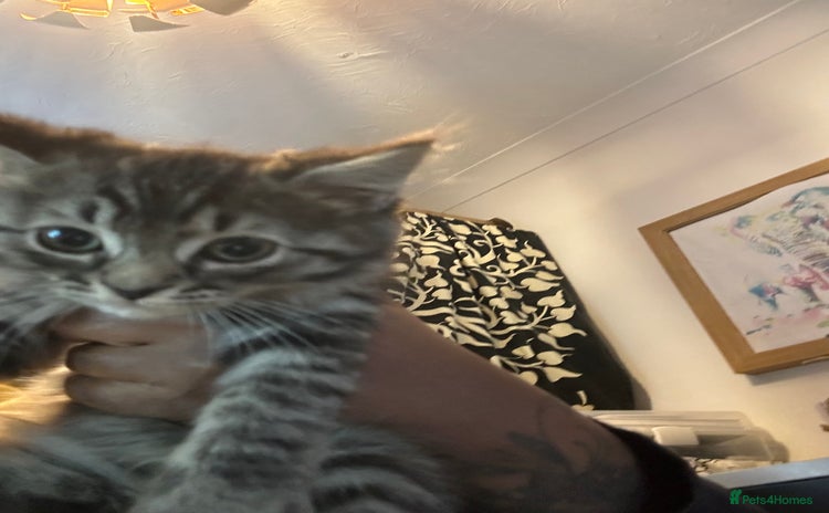 Mixed Breed cats - Advert 8