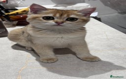 British Shorthair cats for sale: BSH GCCF Girl and Boy NY 12 GOLDEN BLACK SHEDDED  in Basildon - Image 14