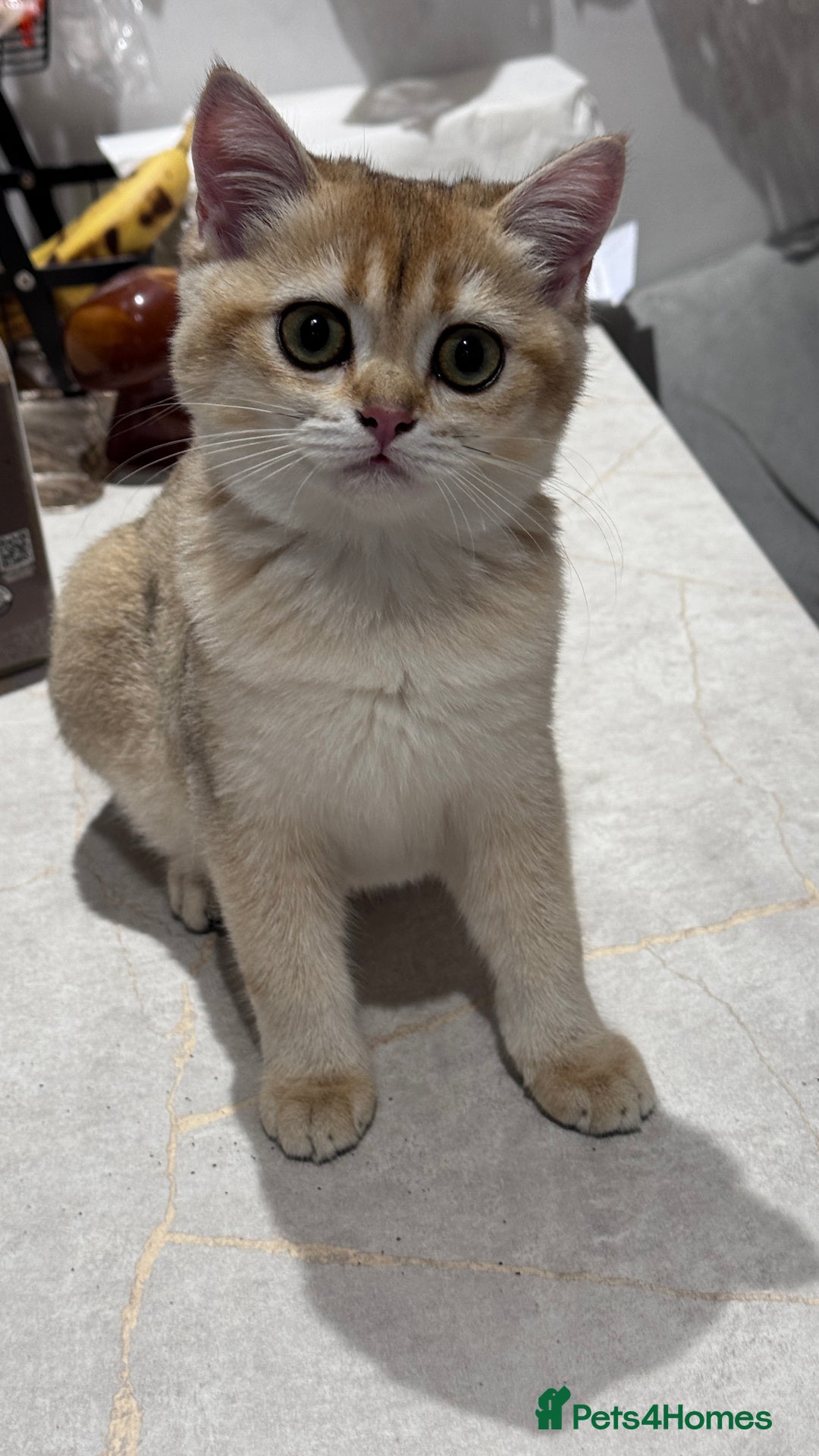 British Shorthair cats for sale: BSH GCCF Girl and Boy NY 12 GOLDEN BLACK SHEDDED  in Basildon - Image 14
