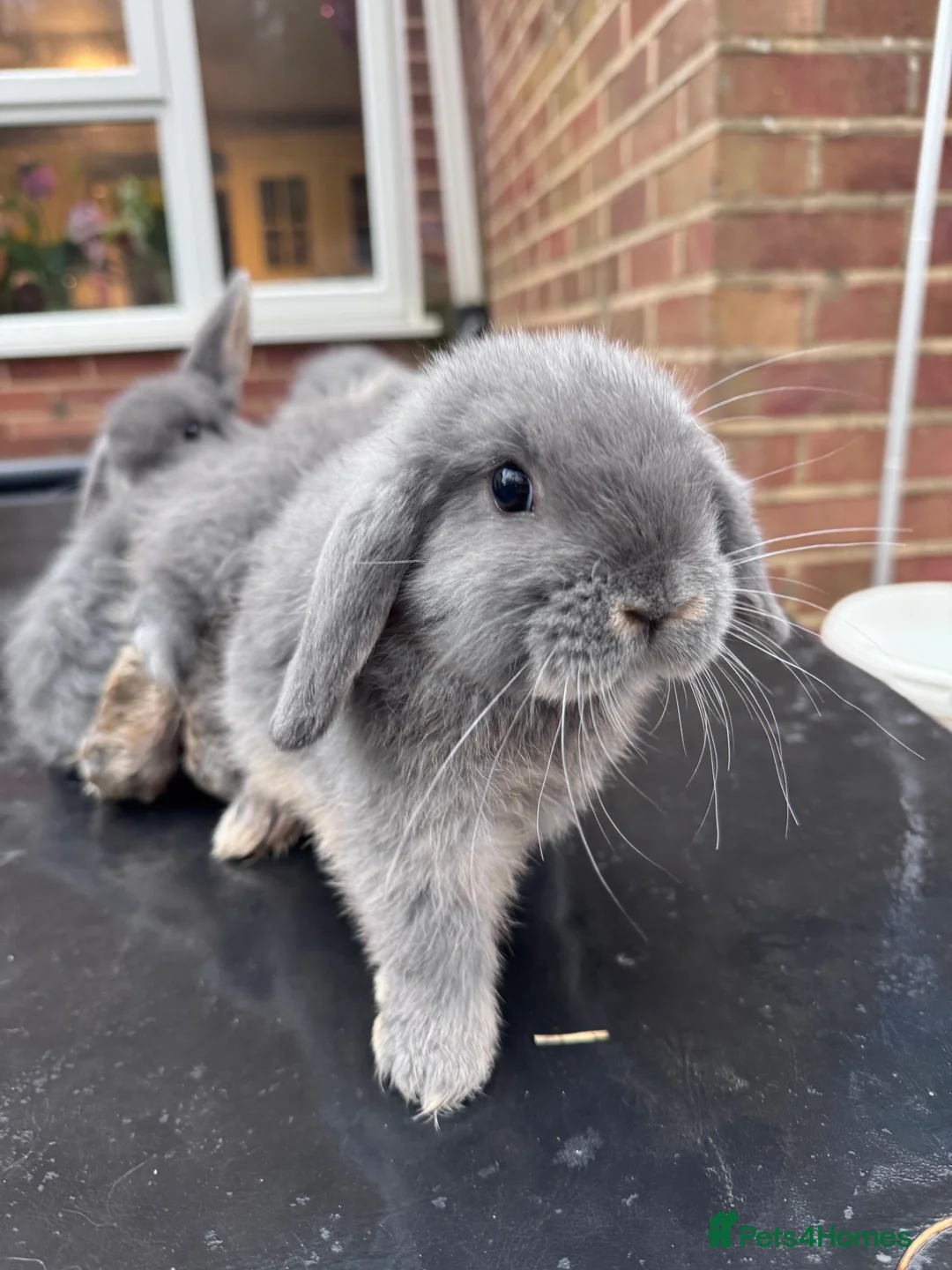 Mini Lop rabbits for sale: 4 Mini lop blue otter baby bunnies for sale - Advert 15