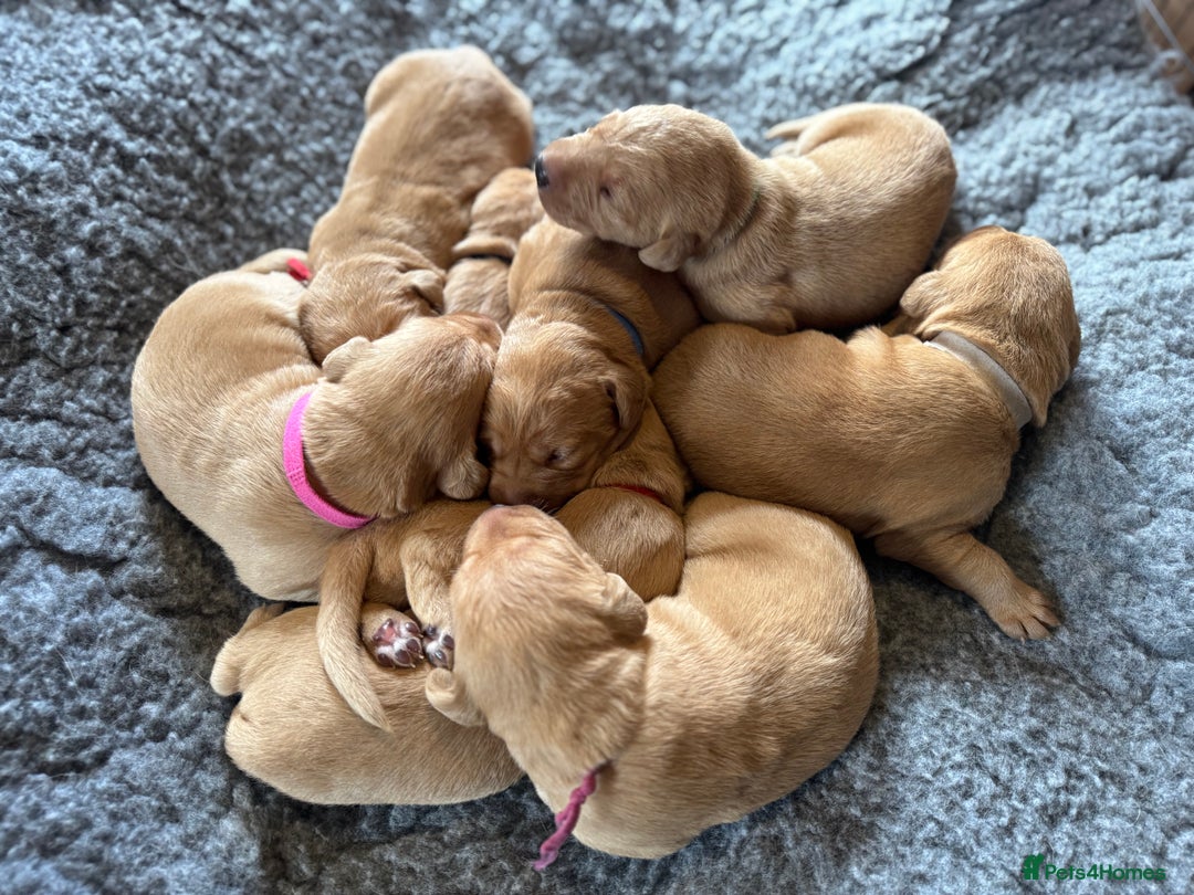 Labrador Retriever dogs for sale: Outstanding KC reg fox red Labrador puppies.  - Image 13