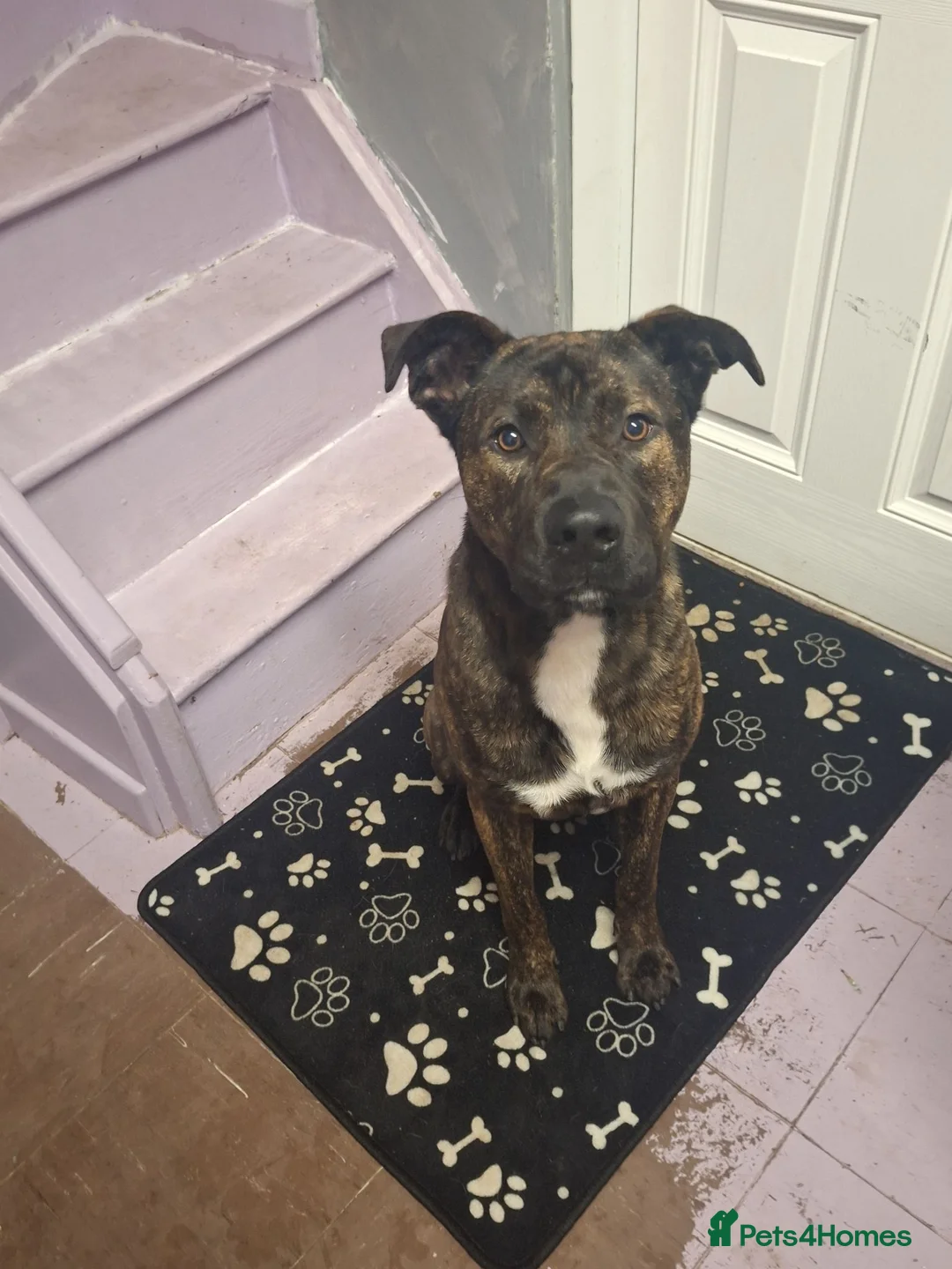 Mixed Breed dogs for stud: For stud only  - Advert 1